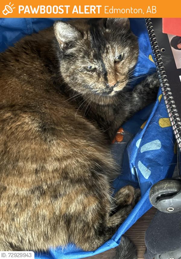 Found/Stray Female Cat last seen Near street and 111 avenue , Edmonton, AB 