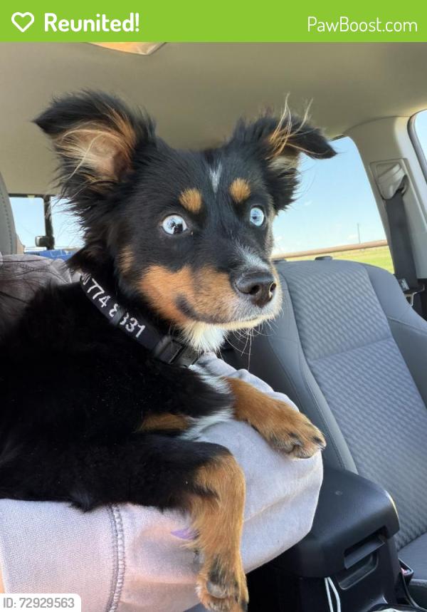 Reunited Male Dog last seen Near NW 24th St, Oklahoma City, OK 73107, USA, Oklahoma City, OK 73107
