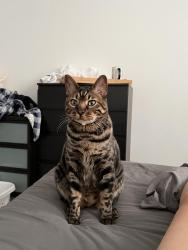 Reunited Male Cat last seen Near Street SW and Sacramento Drive SW (Southwood), Calgary, AB T2W 1W5