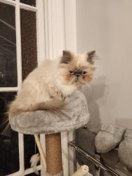 Reunited Female Cat last seen Boscombe road, Southend-on-Sea, England SS2 5JD