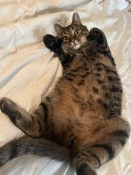 Reunited Male Cat last seen rd 19 and cty road 117 by crow park, Rogers, MN 55374