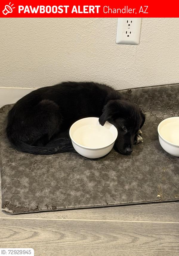 Lost Male Dog last seen Near S Yucca St Chandler, AZ  85224 United States, Chandler, AZ 85224