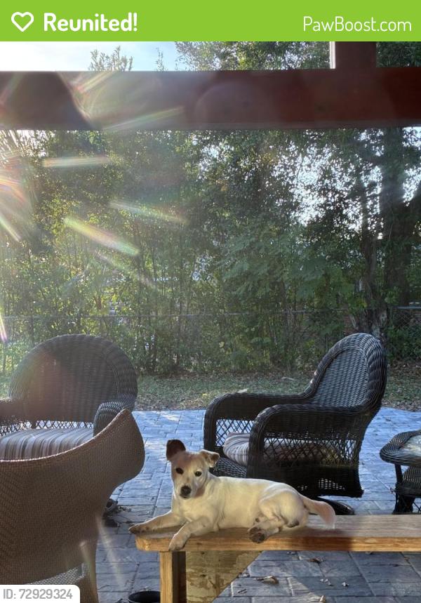 Reunited Male Dog last seen Briarwood subdivision , Jacksonville, FL 32257