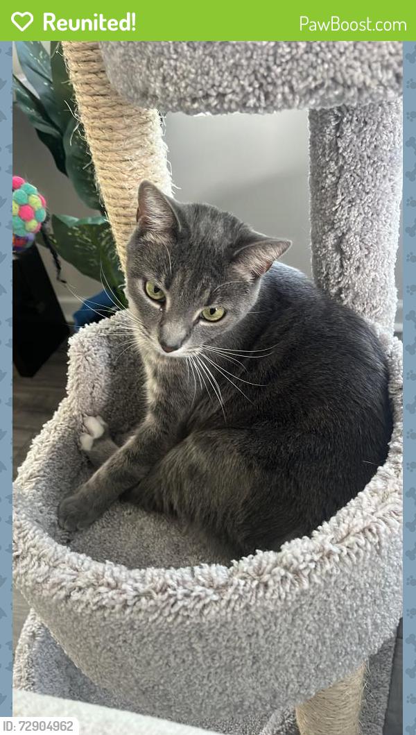 Reunited Female Cat last seen Near Hertford Lane, Graham NC, 27253, Graham, NC 27253