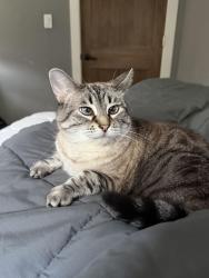 Lost Female Cat last seen highway 6, Valparaiso, IN 46383