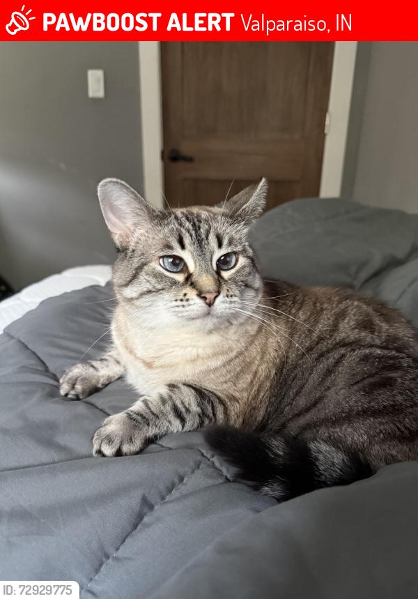 Lost Female Cat last seen highway 6, Valparaiso, IN 46383