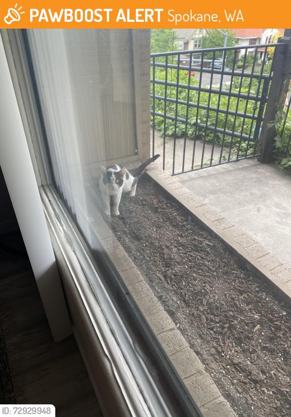 Found/Stray Unknown Cat last seen Huckleberries on Monroe, Spokane, WA 99204