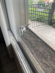 Found/Stray Unknown Cat last seen Huckleberries on Monroe , Spokane, WA 99204