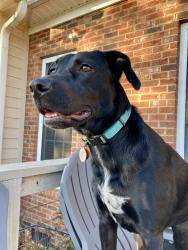 Reunited Female Dog last seen Lightwood Knot Rd/Grandview subdivision , Woodruff, SC 29388