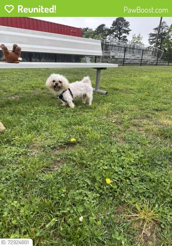 Reunited Male Dog last seen Patchogue , Medford, NY 11763
