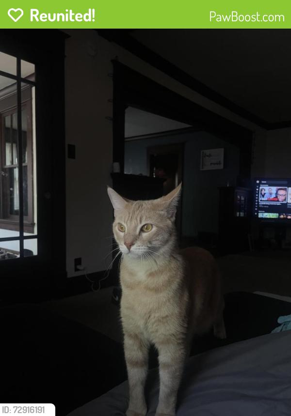 Reunited Male Cat last seen Near Hubbard St, Green Bay, WI 54303, USA, Green Bay, WI 54303