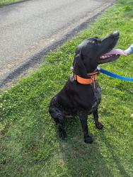 Reunited Male Dog last seen Leconte rd, Knoxville, TN 37914