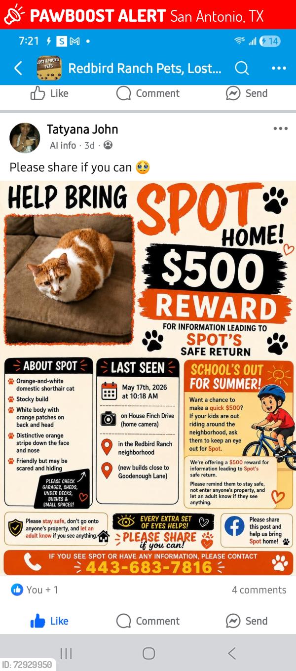 Lost Male Cat last seen Potranco, San Antonio, TX 78253
