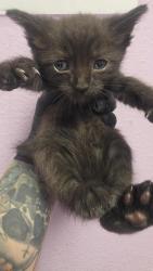 Shelter Stray Female Cat last seen El Paso, TX 79925, Fort Bliss, TX 79906