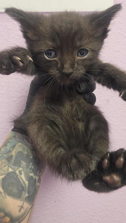 Shelter Stray Female Cat last seen El Paso, TX 79925, Fort Bliss, TX 79906