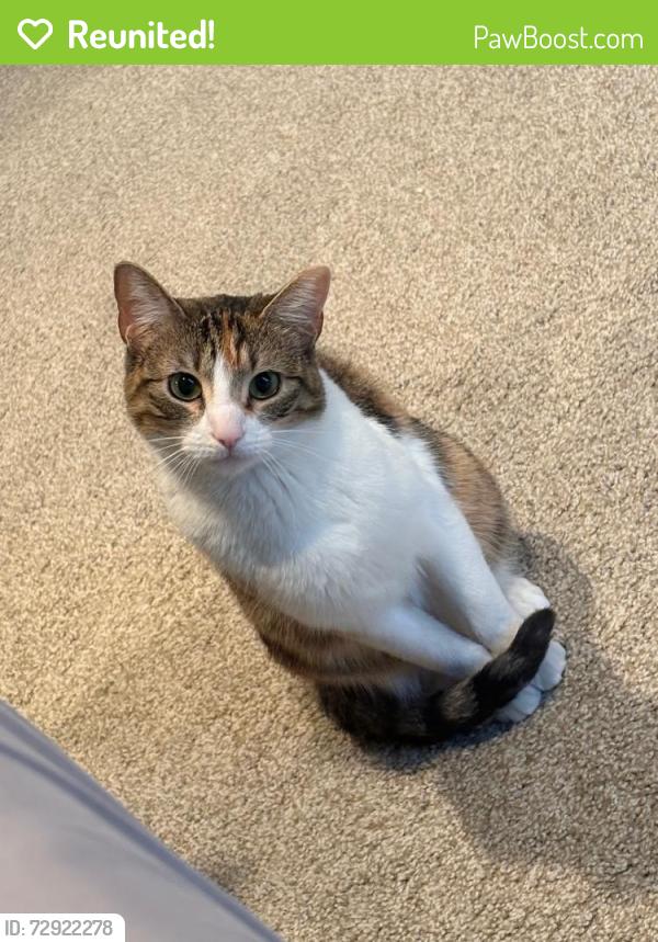 Reunited Female Cat last seen Santorini village. , South Jordan, UT 84095