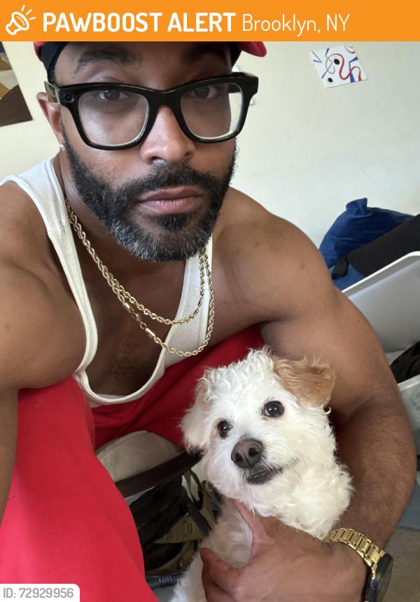 Found/Stray Male Dog last seen McDonald’s , LA FITNESS, Brooklyn, NY 11208