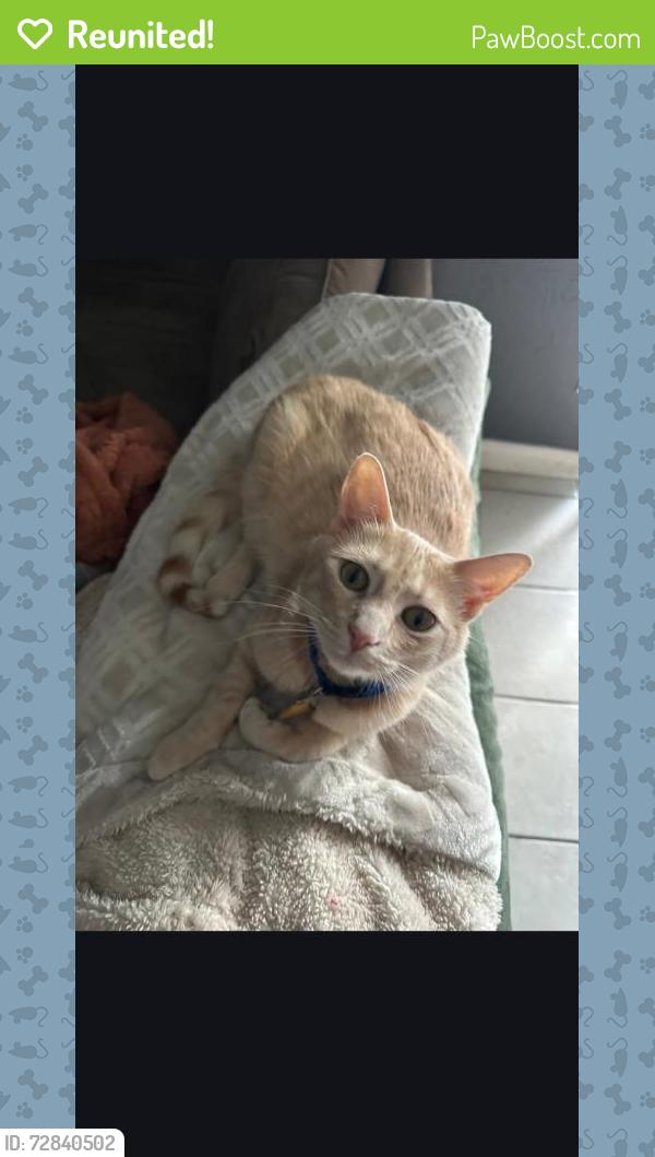 Reunited Male Cat last seen Rowlett Rd, Rowlett, TX 75088