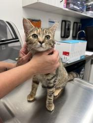 Shelter Stray Female Cat last seen Atlanta, GA 30318, Atlanta, GA 30336