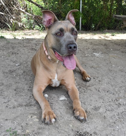 Shelter Stray Male Dog last seen Inverness Highlands South, FL 34452, Inverness, FL 34450