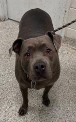 Shelter Stray Female Dog last seen Near Denver Ave, 64127, MO, Kansas City, MO 64132