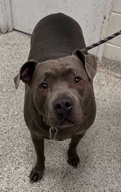 Shelter Stray Female Dog last seen Near Denver Ave, 64127, MO, Kansas City, MO 64132