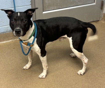 Shelter Stray Male Dog last seen Near Flatshoals Pkwy, Decatur 30034, 30034, GA, Atlanta, GA 30341