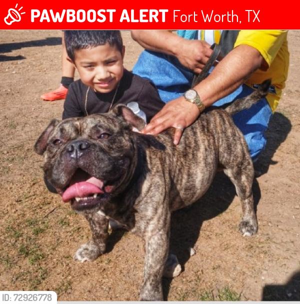 Lost Male Dog last seen (LOCATION: N. LITTLEJOHN AVE 76105 ) ( CROSS STREETS :BISHOP /BERRY/AYERS/E. ROSED(ALE ), Fort Worth, TX 76105