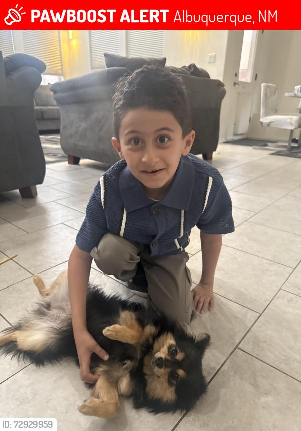 Lost Female Dog last seen Louisiana and Elena dr , Albuquerque, NM 87109