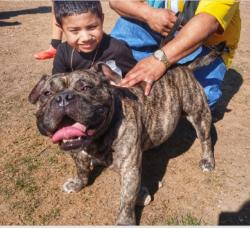 Lost Male Dog last seen (LOCATION: N. LITTLEJOHN AVE 76105 ) ( CROSS STREETS :BISHOP /BERRY/AYERS/E. ROSED(ALE ), Fort Worth, TX 76105