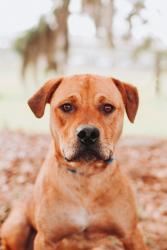 Shelter Stray Male Dog last seen Charleston, SC 29412, North Charleston, SC 29406