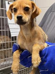 Shelter Stray Male Dog last seen Stanley, NC 28164, Gastonia, NC 28052