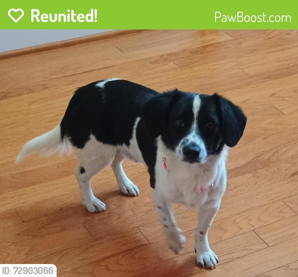 Reunited Male Dog last seen Ravenwood Dr., Buddingwood Dr., Sage Brush Trail, Greensboro, NC 27409