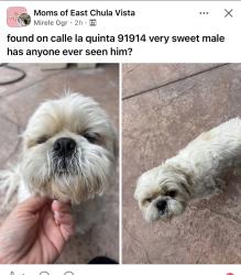 Found/Stray Unknown Dog last seen Mt miguel rd, Chula Vista, CA 91914