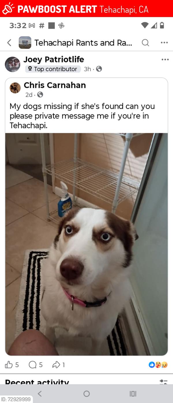 Lost Female Dog last seen Curry and Valley boulevard , Tehachapi, CA 93561