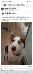 Lost Female Dog last seen Curry and Valley boulevard , Tehachapi, CA 93561