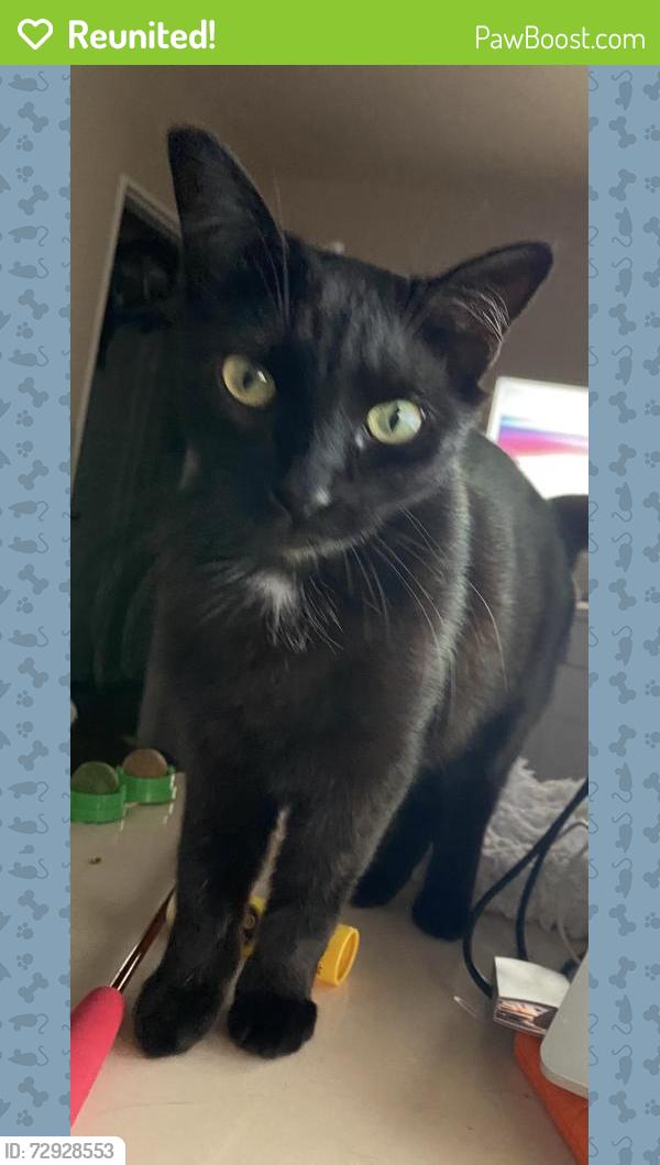 Reunited Female Cat last seen Post Ave and Cravens, old torrance, Torrance, CA 90501