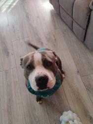 Lost Male Dog last seen 19th and M, Tacoma, WA 98405