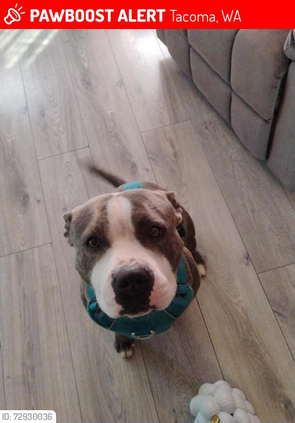 Lost Male Dog last seen 19th and M, Tacoma, WA 98405