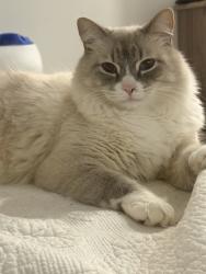 Lost Male Cat last seen 38th division, Tacoma, WA 98404