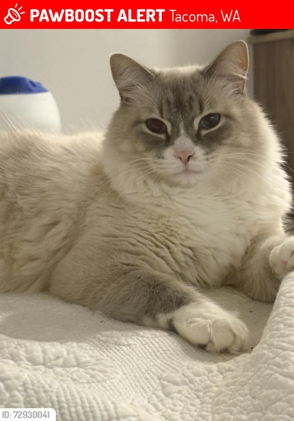 Lost Male Cat last seen 38th division, Tacoma, WA 98404