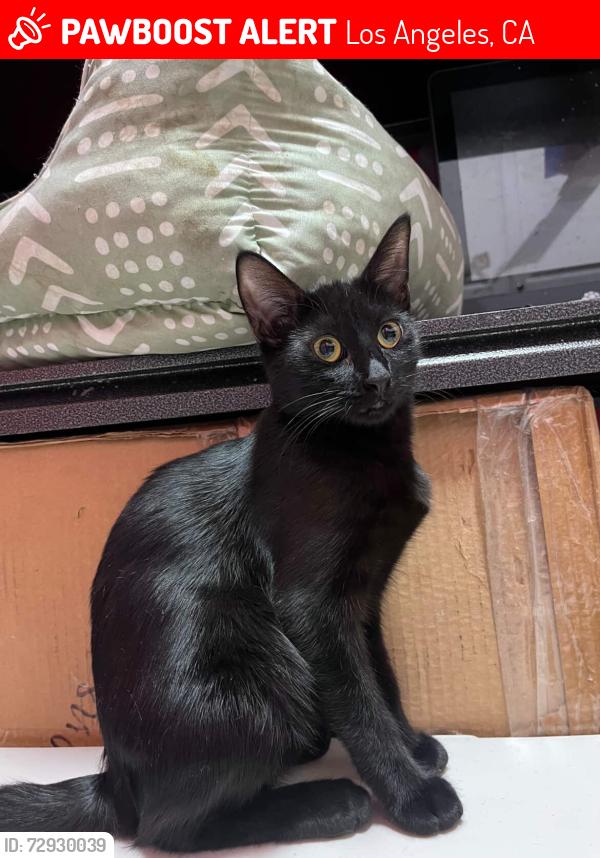 Lost Female Cat last seen 8th and Bonnie Brea , Los Angeles, CA 90057