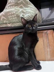 Lost Female Cat last seen 8th and Bonnie Brea , Los Angeles, CA 90057