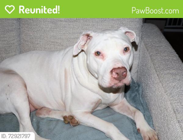 Reunited Female Dog last seen 24th and Arlington, Indianapolis, IN 46218