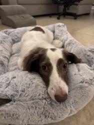 Reunited Male Dog last seen Near NW 16th St, Boca Raton, FL 33432