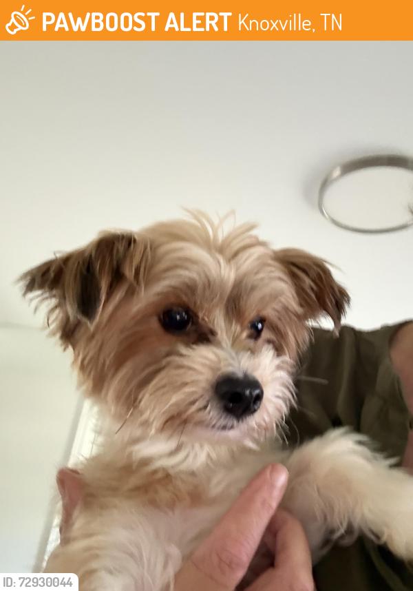 Found/Stray Male Dog last seen Snowbird and Elkmont, Knoxville, TN 37922