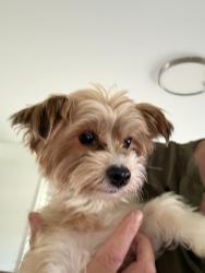 Found/Stray Male Dog last seen Snowbird and Elkmont, Knoxville, TN 37922