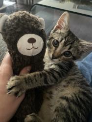 Shelter Stray Female Cat last seen Near E 226th Street, BRONX, NY, 10466, New York, NY 10029