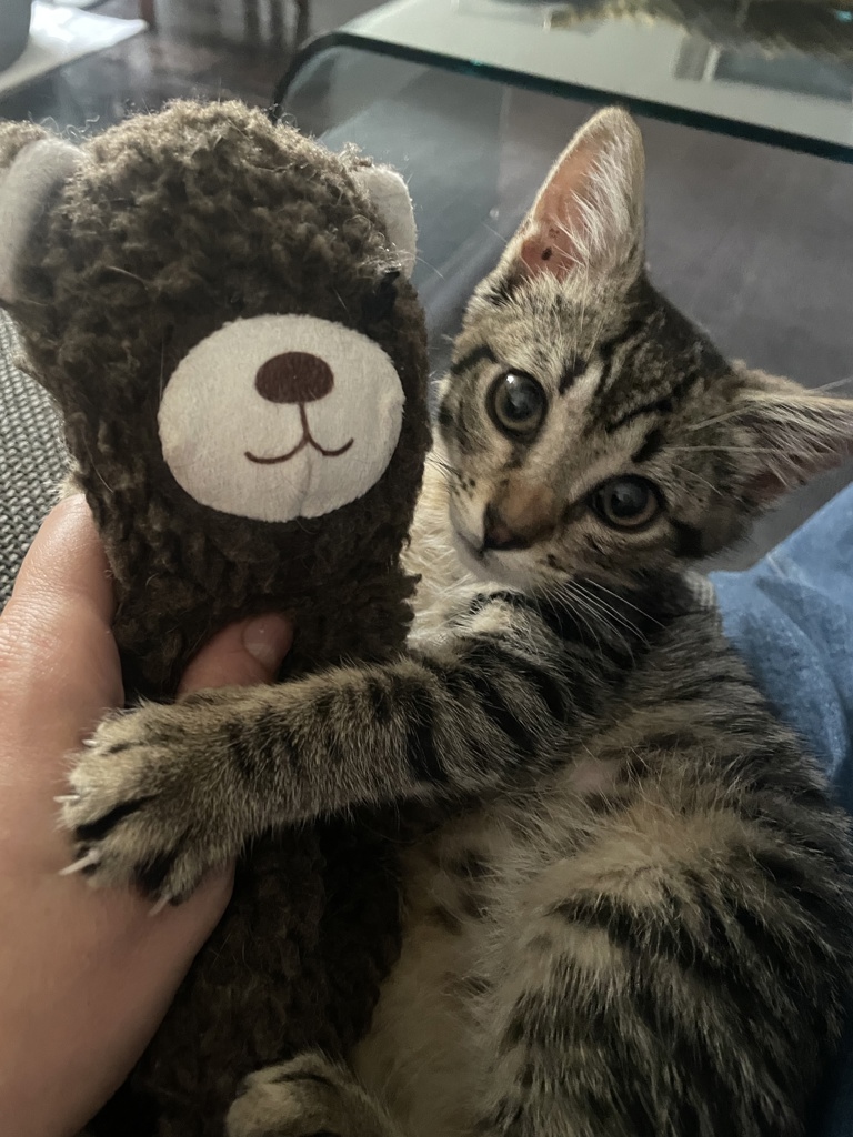 Shelter Stray Female Cat last seen Near E 226th Street, BRONX, NY, 10466, New York, NY 10029