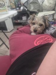Reunited Female Dog last seen E lake mead , Las Vegas, NV 89115